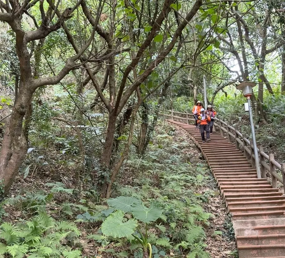 鶯歌石步道的紅磚階梯,兩旁林蔭茂密,登山客沿著木欄杆步道往下走